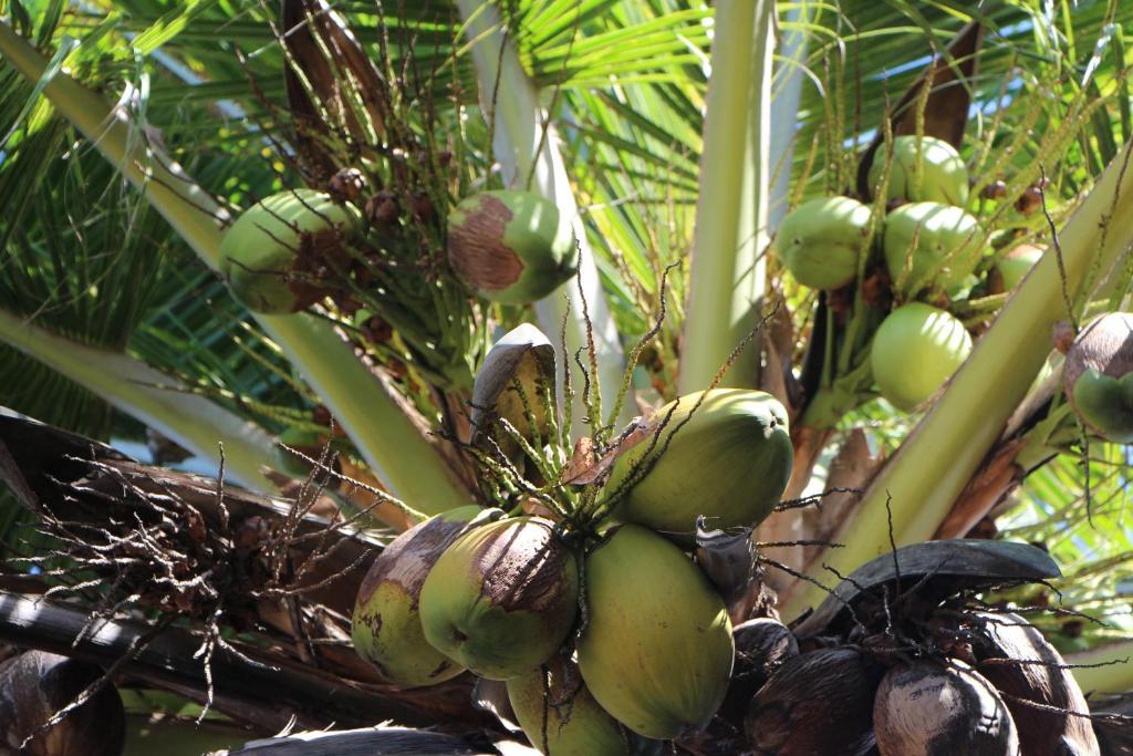 Pousada Chez Loran Lagoa Do Paraiso Жижока-ди-Жерикуакуара Экстерьер фото